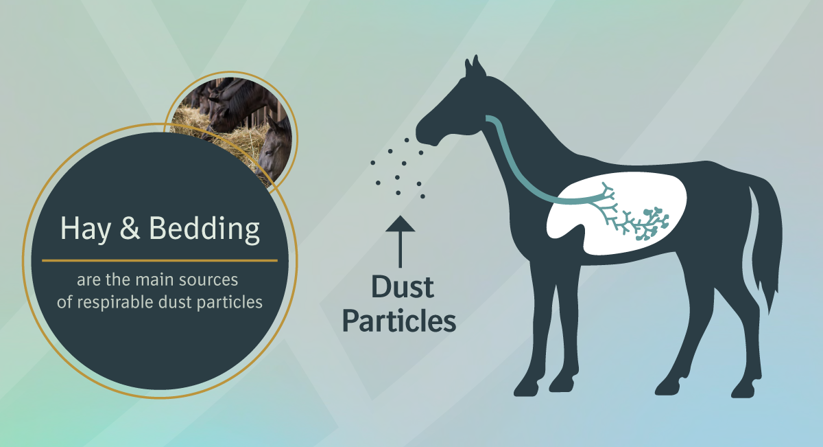 Boehringer Ingelheim & Horse / Equine Asthma Boehringer Ingelheim